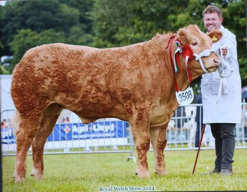 Champion Steer Royal Welsh Show 2024