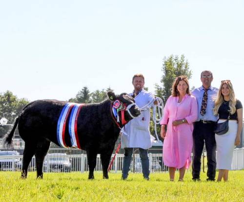 Supreme Champion Commercial Beef Royal Welsh Show 2024