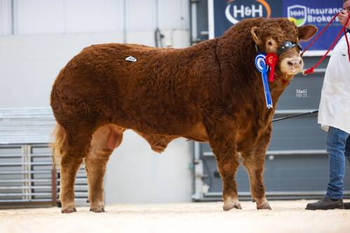 Goldies Jackpot son sells for 20,000 gns