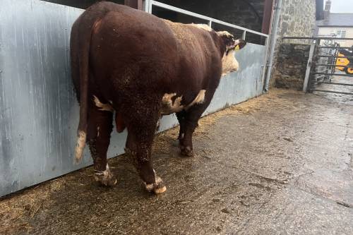 Pure Bred Hereford Stock Bull 40 months