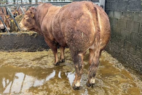 Pedigree Limousin Stock Bull 5 y.o (sire - Gunnerfleet Lion)